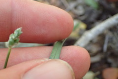 Ornithogalum anguinum