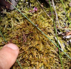 Catagonium nitens nitens