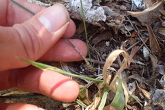 Ornithogalum anguinum