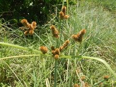 Cyperus ligularis