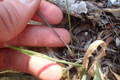 Ornithogalum anguinum