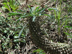 Euphorbia clava