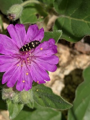 Acmaeodera alicia