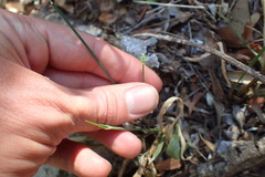 Ornithogalum anguinum
