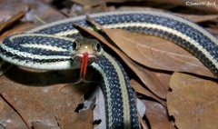 Thamnophis proximus orarius