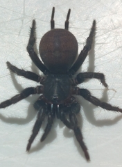 Australothele jamiesoni