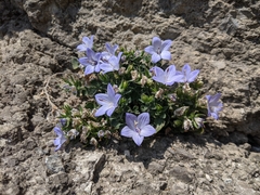 Campanula fragilis fragilis