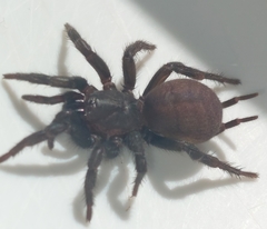 Australothele jamiesoni