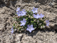 Campanula fragilis fragilis