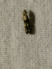 Blastodacna atra