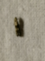 Blastodacna atra