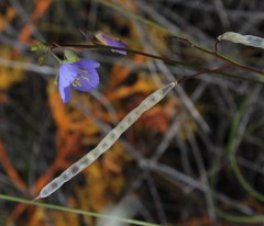 Heliophila subulata