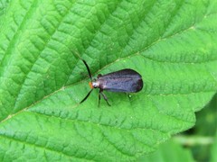 Dichomeris nonstrigella