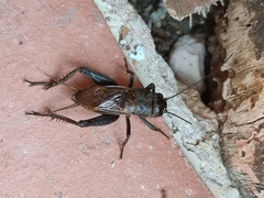 Gryllus assimilis