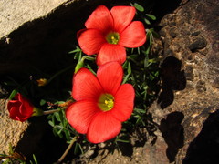 Oxalis heterophylla