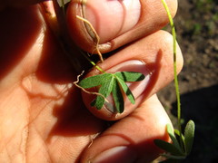 Oxalis heterophylla