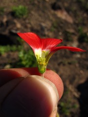 Oxalis heterophylla