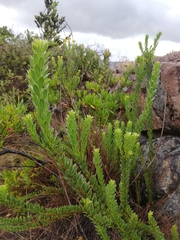 Pentacalia