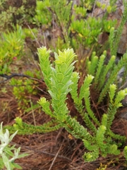 Pentacalia