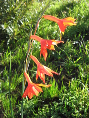 Gladiolus priorii