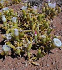Mesembryanthemum hypertrophicum