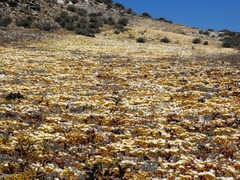 Mesembryanthemum hypertrophicum