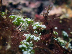 Caulerpa chemnitzia