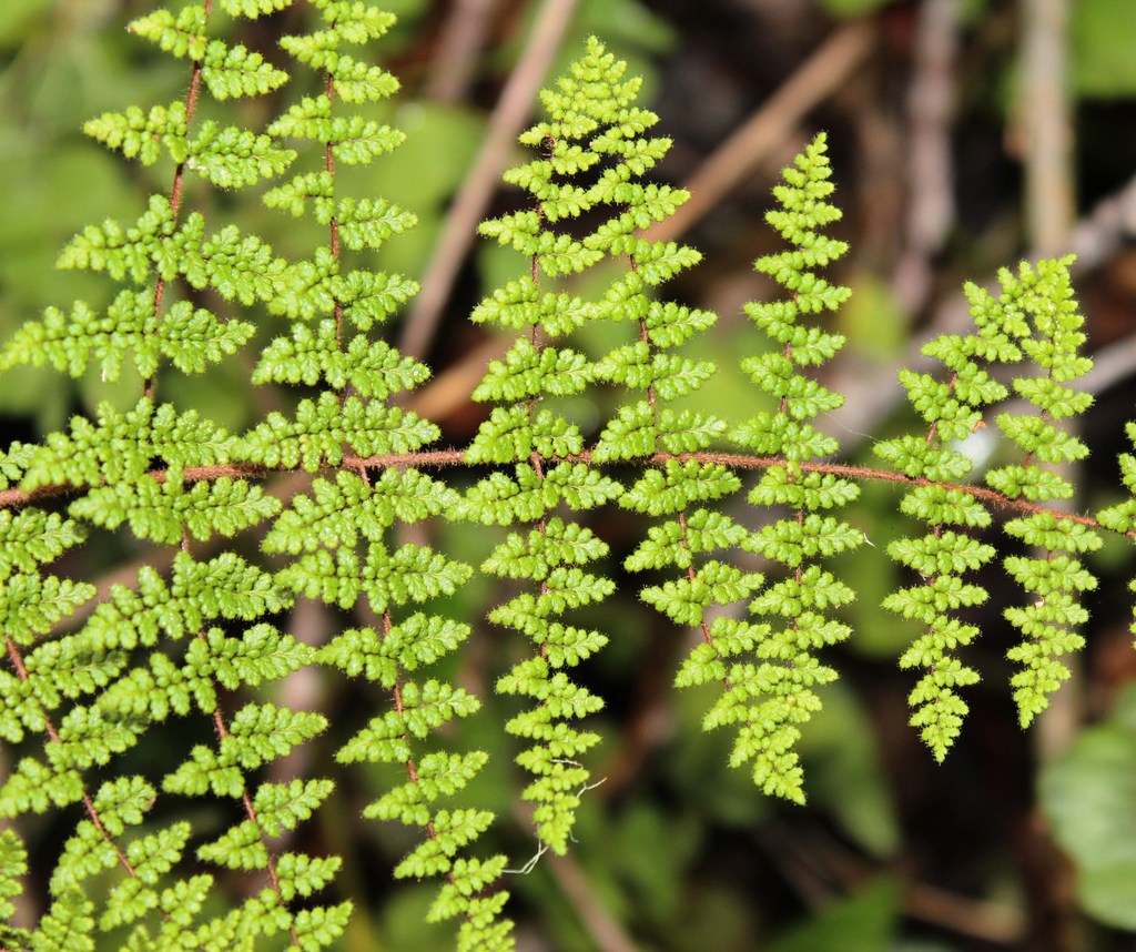 Bergius's Lip Fern