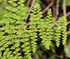 Bergius's Lip Fern - Photo (c) Tony Rebelo, some rights reserved (CC BY-SA), uploaded by Tony Rebelo