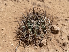 Sclerocactus cloverae