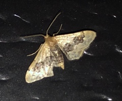 Idaea gemmata