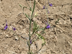 Delphinium halteratum