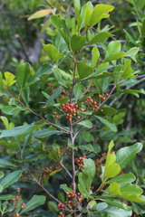 Searsia lucida lucida