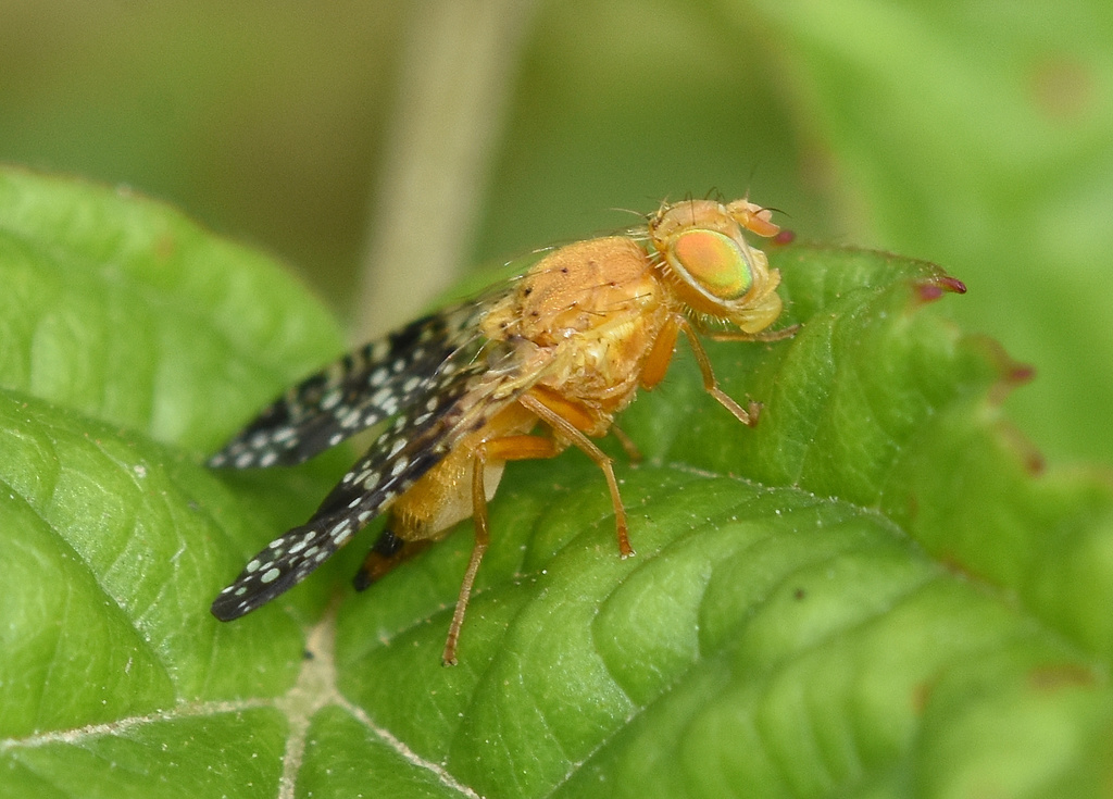 Ictericodes japonicus