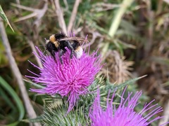 Bombus vestalis