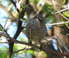 Curruca subcoerulea subcoerulea