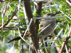 Curruca subcoerulea subcoerulea