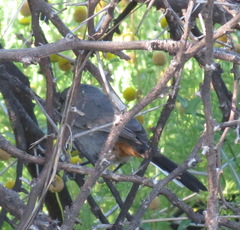 Curruca subcoerulea subcoerulea