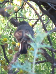 Curruca subcoerulea subcoerulea