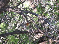 Curruca subcoerulea subcoerulea