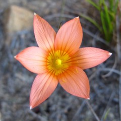 Romulea setifolia setifolia