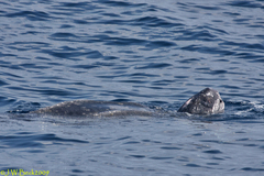 Dermochelys coriacea