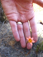 Romulea setifolia setifolia