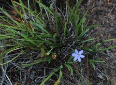 Aristea ensifolia