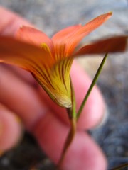Romulea setifolia setifolia