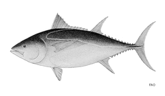 Southern Bluefin Tuna photo 5