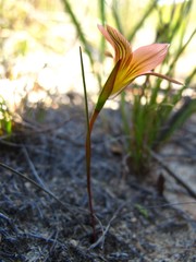 Romulea setifolia setifolia