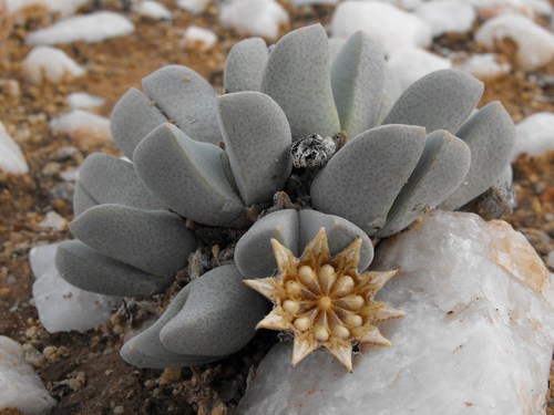 Cheiridopsis herrei