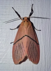 Aberrasine strigivenata