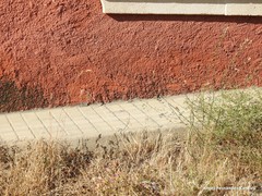 Podarcis guadarramae